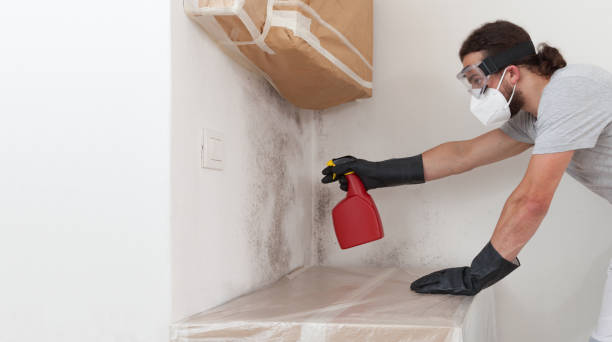Professional Basement Mold Remediation technician working in Hanover, MN