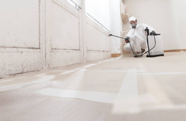 24/7 Emergency Basement Mold Remediation experts in Hanover, MN